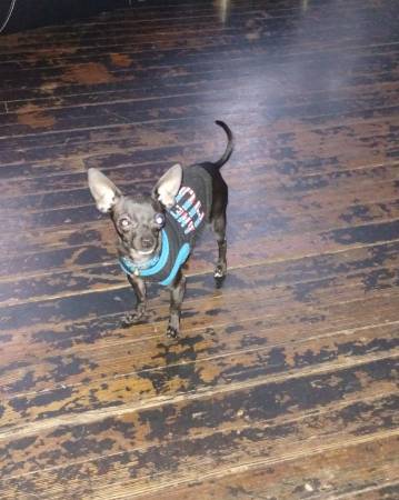Chihuahuas pequeños de taza dulce63844233714691124