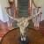 Steer Skull Sculpture 2 thumbnail
