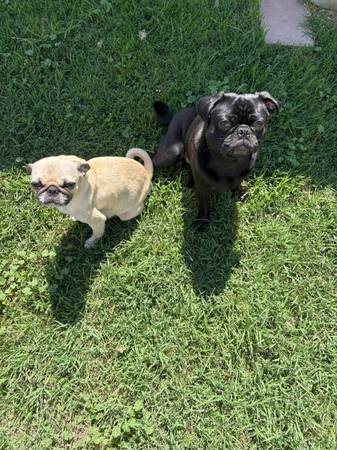 Rehoming pug (Kennewick)597190860488714242