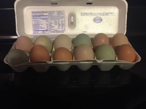 Rare hatching Eggs 1