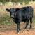 Black Angus Bull 1.5 years old grass only 3 thumbnail