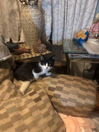 Gatitos lindos buscando buenos hogares. (fairfield / vacaville)63935759233155120