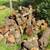 Black Walnut Firewood 2 thumbnail
