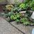 Beautiful Succulent Bowls and Ornamental Plants For Sale 2 thumbnail