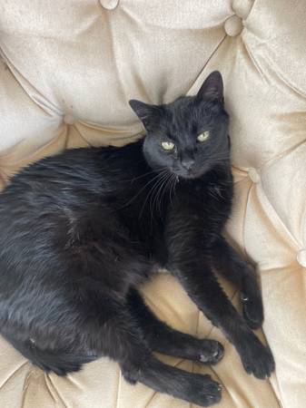 Missing black cat (Summerlin)63907184612355122
