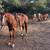 Horse 1 thumbnail