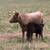 Dexter cows 6 thumbnail