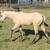 2025 buckskin / dun AQHA  filly 2 thumbnail