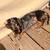 Mini Dachshund 2 thumbnail
