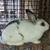 Small breed rabbits 6 thumbnail