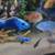 Freshwater cichlids 14 thumbnail