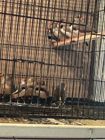 Zebra finches (Muskegon)63910107046019121