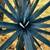 RARE AGAVE TEQUILANA BLUE WEBER AGAVE AZUL 2 thumbnail