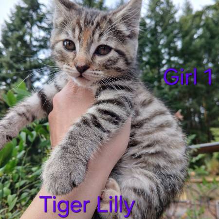 Mix boys $1 rehoming fee (Kelso)63842373242497124