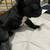 Frenchie puppy 3 thumbnail