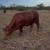 Bred Beefmaster heifer 2 thumbnail