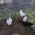 Chickens 4 thumbnail