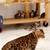Ragdoll bengal kittens cats kitten 3 thumbnail