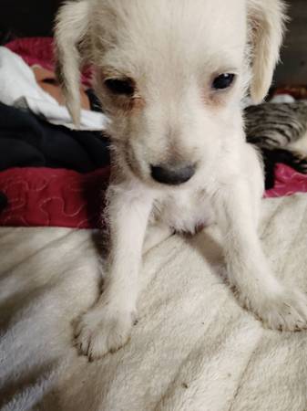 3 puppys (San Fernando)63913719427715124