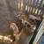 Piglets 4 thumbnail