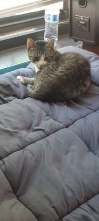 Gata hembra (Nueva York)63699050592257122
