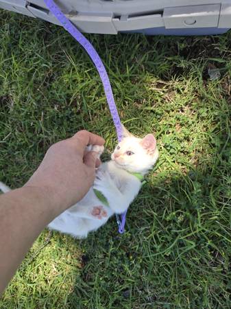 16week flame point Siamese female 1
