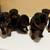 Rehoming Rottweiler puppy 2 thumbnail