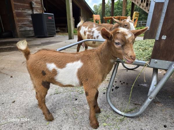 ADGA Nigerian Dwarf Starter Herd - $600 (Sevierville)63441377855361122