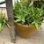 2 pots full of Gasteria & tiger tooth succulents 6 thumbnail