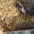Baby hedgehogs 2 thumbnail