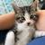Kittens 11 thumbnail