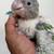 Beautiful Baby Cape parrot - Male 2 thumbnail
