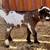 Miniature silky fainting goat buck 6 thumbnail