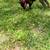 Dog foster to adopt 13 thumbnail