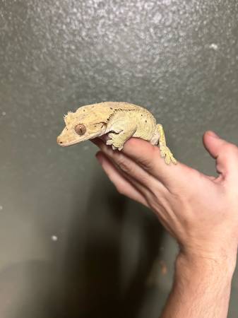 2 crested geckod 1