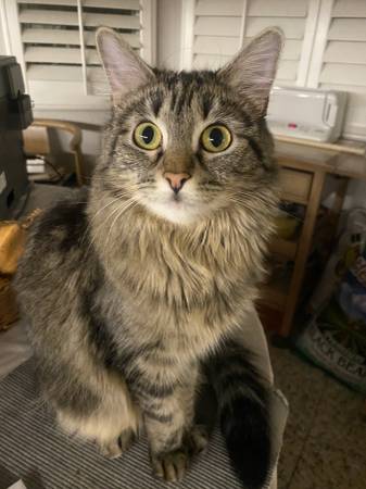 LOST CAT NEAR DESERT SHORES - MEDIUM HAIR TABBY SMALL (Desert Shores)63860185685377120