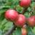 Bare-Root Fruit Trees 1 thumbnail