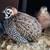 Male Mearns (Montezuma) quail for sale 1 thumbnail