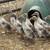 Welsh Harlequin 6 thumbnail