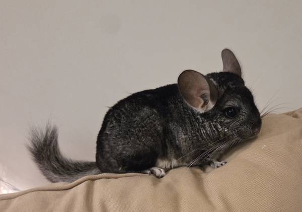 Chinchillas63897442846594121