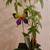 plants in vases 4 thumbnail