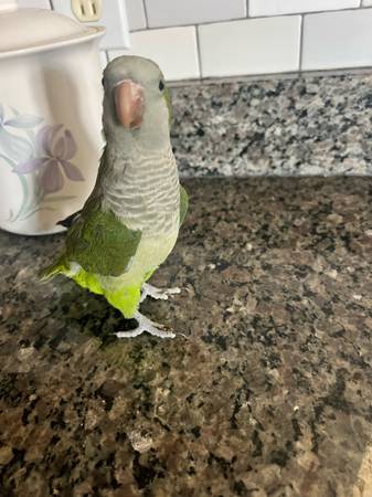 Quaker parrots Birds (New Hyde Park)63871121682049122