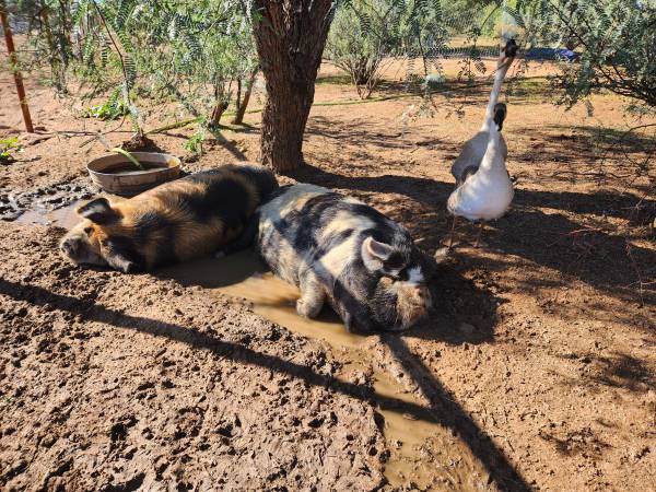 Kunekune pigs 1