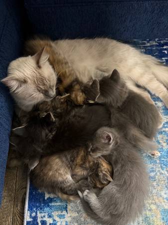 Siberian × Siamese Kittens (El Cajon)64217852511619122