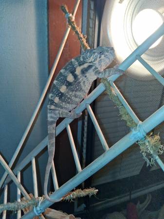 Panther chameleon 1