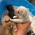 French bulldog puppies 2 thumbnail