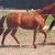 Sport Horse Gelding 5 thumbnail