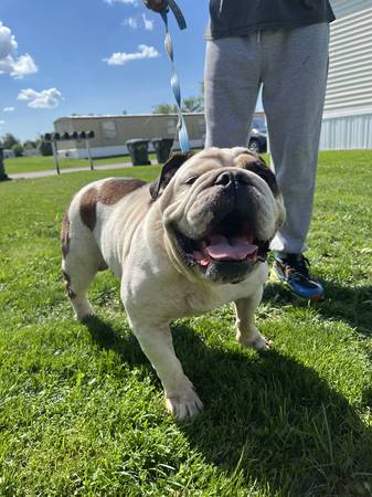 REHOMING MY BULLDOGS (CHICAGO HEIGHTS)63844234687235121