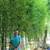 BAMBOO PLANTS 1/2off WHOLESALE PRICE 15' INSTANT PRIVACY WINDBREAK ZEN 1 thumbnail