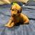 Poodle puppy $1600 1 thumbnail